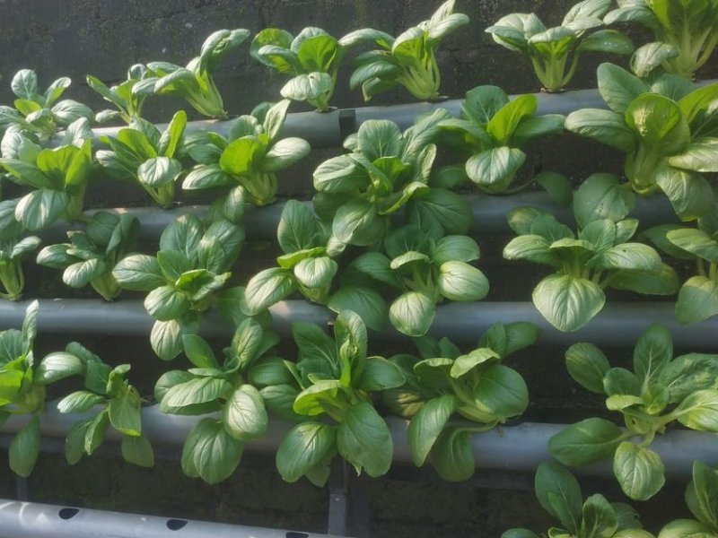Ekstrakurikuler Hortikultura MTsN 1 Kota Kediri Panen Pakcoi: Menyemai, Merawat, dan Memanen Cinta